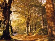 bois-foret